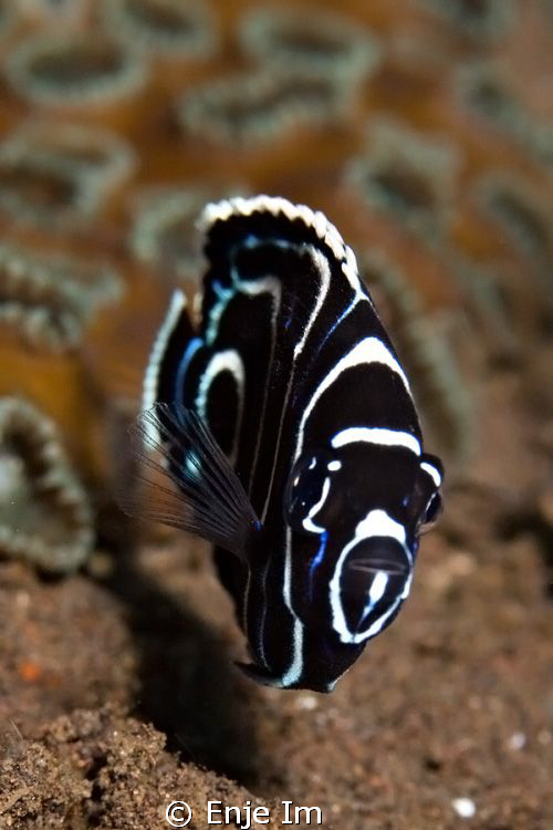 Emperor angelfish juv. by Enje Im 