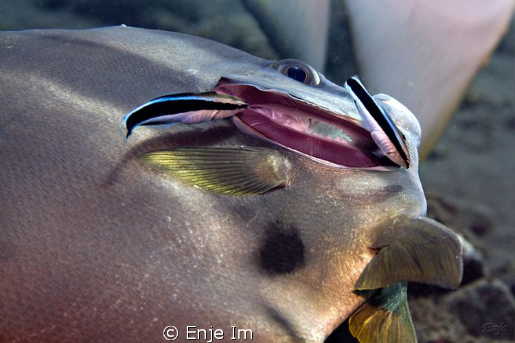 bat fish cleaning by Enje Im 