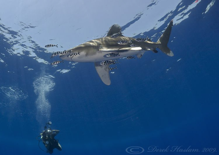 Oceanic whitetip shark. Elpinstone reef. D3,16mm. by Derek Haslam 