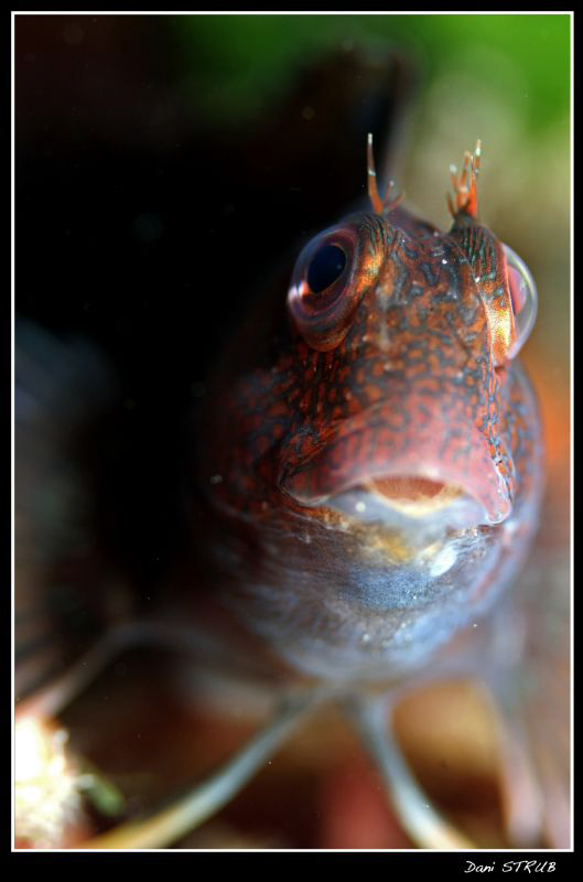 Funny face :-D by Daniel Strub 