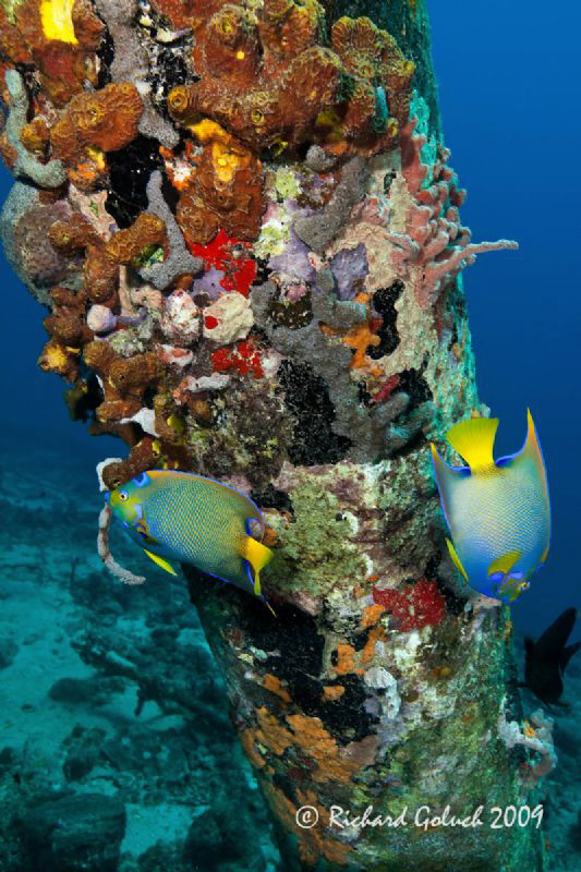 Two Queen Angelfish at The Salt Pier-Bonaire-Canon 5 D MK... by Richard Goluch 