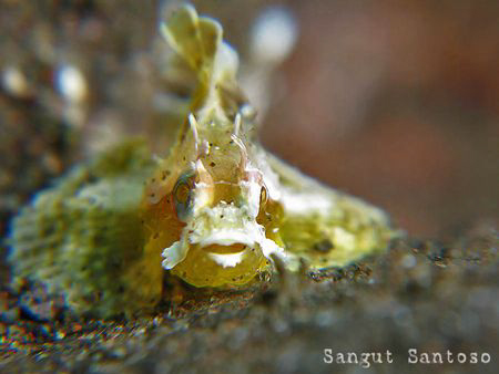 Scorpion's baby by Sangut Santoso 