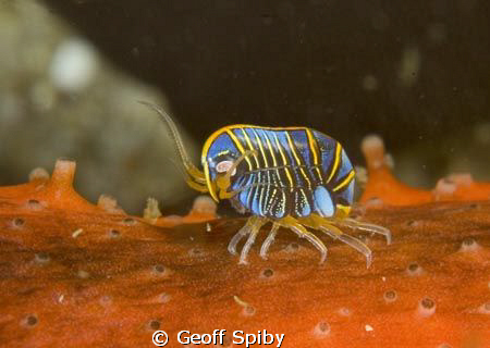 tiny (about 3mm) amphipod on a red chested sea cucumber i... by Geoff Spiby 