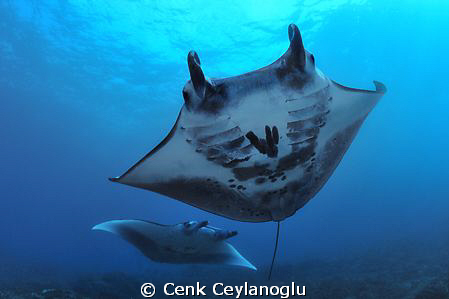 Manta point / Nusa Penida - Bali by Cenk Ceylanoglu 