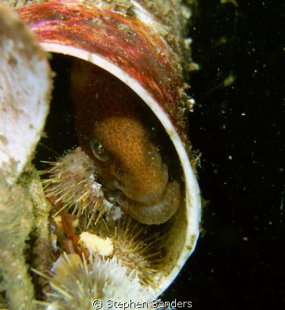 "friend"wolf eel in a pvc structure called the  geodome t... by Stephen Sanders 