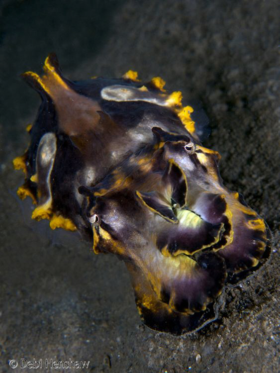 "Flying Colours" Flambo looking pretty mean :o) by Debi Henshaw 