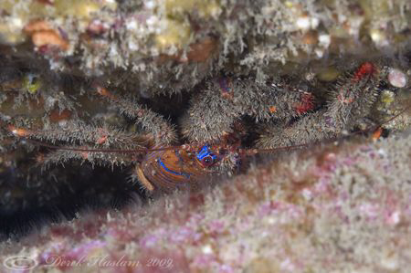 Spiny squat lobster. North Wales. D3, 105mm. by Derek Haslam 