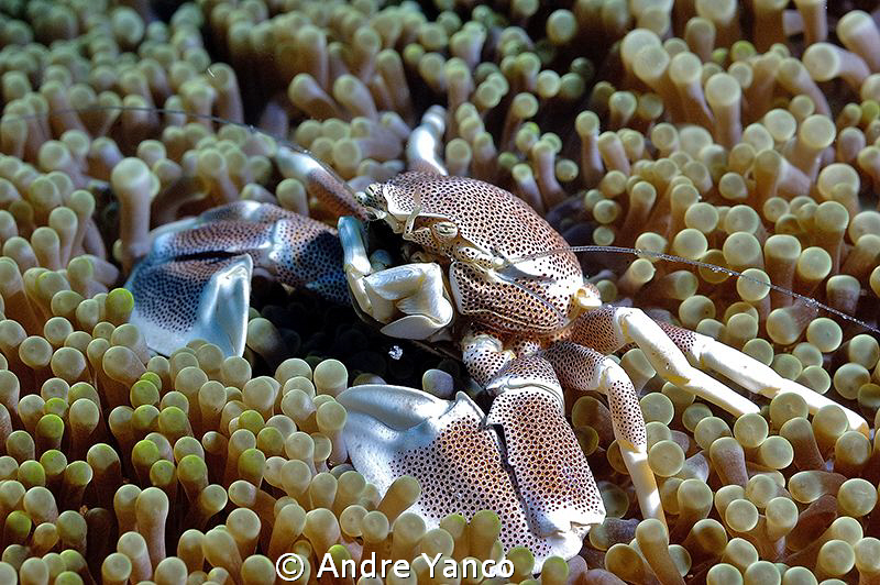 Porcelain beauty !!!  D70s with Nikon 60 mm Macro in Sea&... by Andre Yanco 