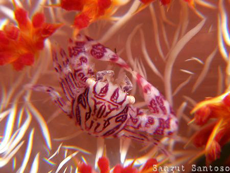 "Satan crab" Can you see my new Satan symbol tattoo on my... by Sangut Santoso 