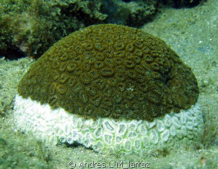 BRAIN CORAL/BLEACHIG EFFECT by Andres L-M_larraz 