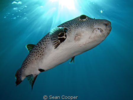 Starry puffer.
(Canon G10&Epoque DS150 strobe) by Sean Cooper 