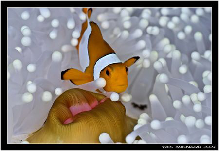 I know another nimo, yes but not in a normal anemone     ... by Yves Antoniazzo 