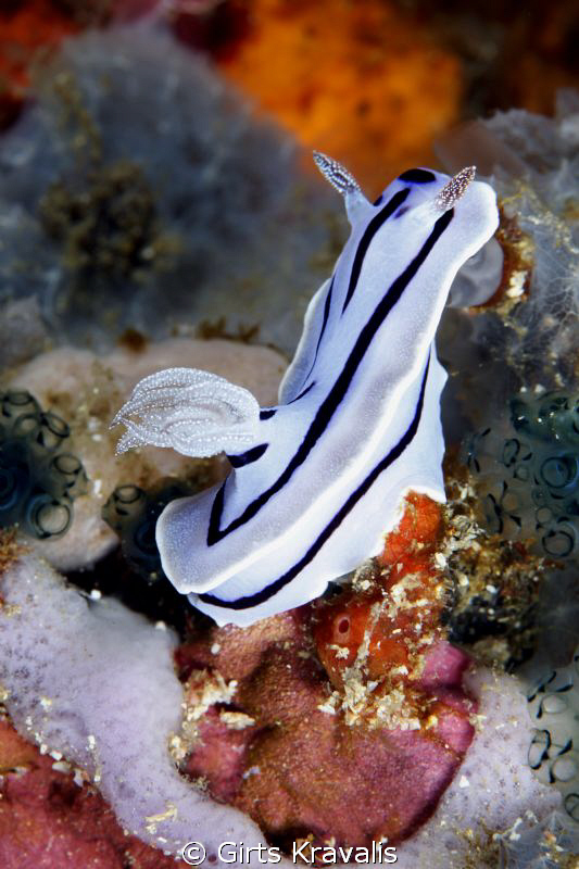 Nudibranch by Girts Kravalis 