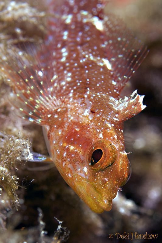 Yellow Triplefin taken in Menorca D200, 60mm. by Debi Henshaw 