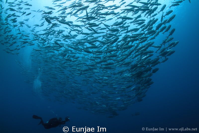 School of jacks by Enje Im 