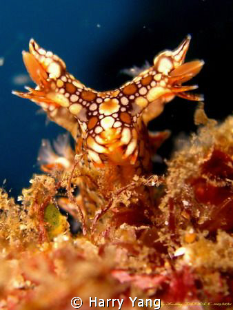 Bornella anguilla, 2009/08/01, Kenting , Taiwan. by Harry Yang 
