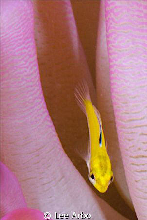 Juvenile Blue Head Wrasse tucked safely in an anemone sho... by Lee Arbo 