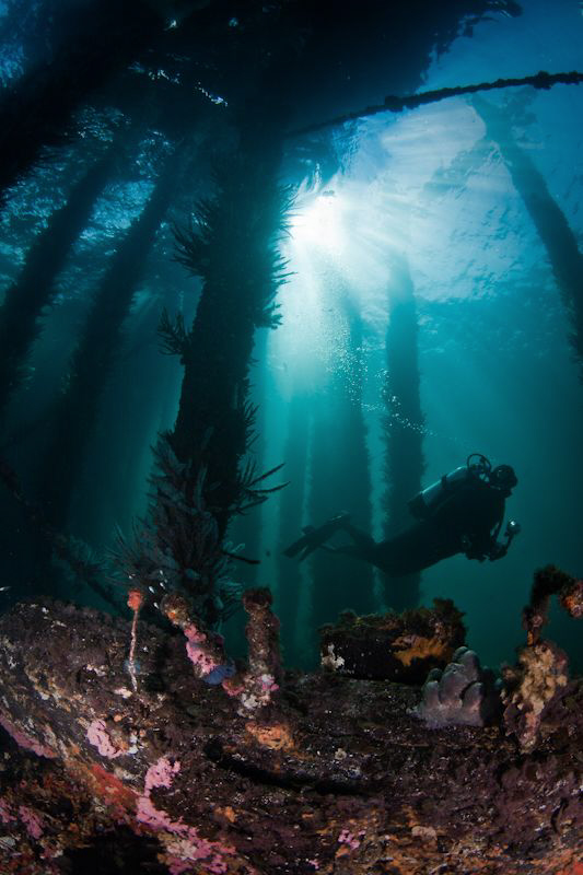Janine swimming through the pylons of the Old Busselton J... by Mick Tait 