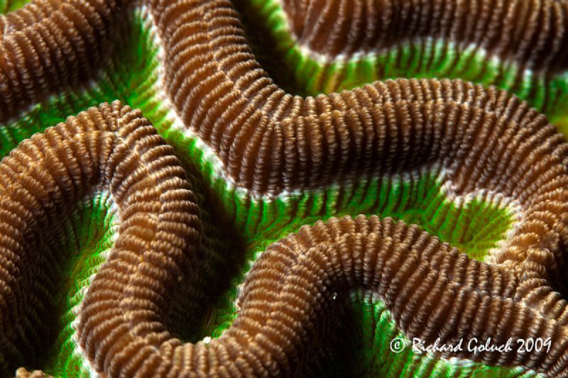 Brain Coral-Abstract-Canon 5D MK II 100 mm macro,Kenko1,4... by Richard Goluch 