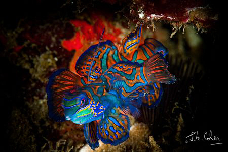 Two male mandarin fish jousting at dusk by Julian Cohen 