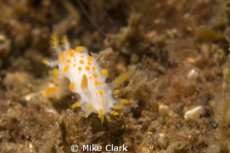 rampaging nudibranch. 2cm long, managed to capture him wi... by Mike Clark 