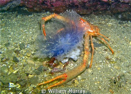 Squat lobster having a jelly supper. This image was taken... by William Murray 