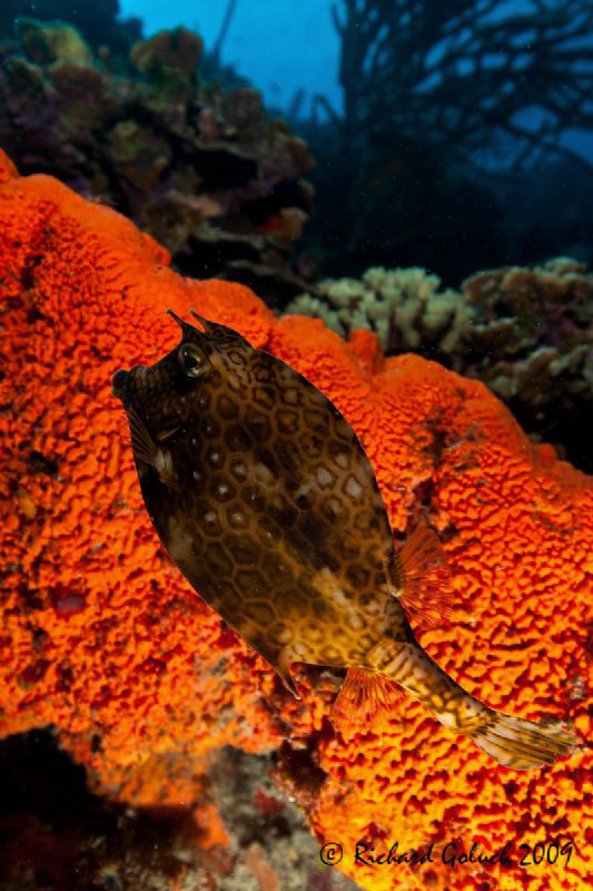 "Little Devil in Hell underwater"-Bonaire 2009 by Richard Goluch 