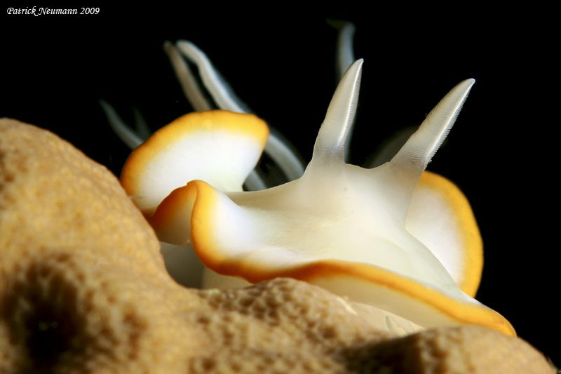 white & yellow by Patrick Neumann 