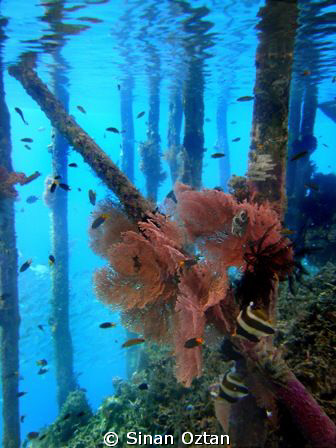 Under the jetty. Raja Ampat Kri Eco Resort by Sinan Oztan 