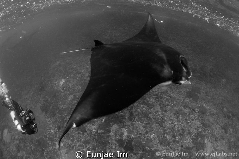 Mantaray at Bali, Nusa Penida. by Enje Im 
