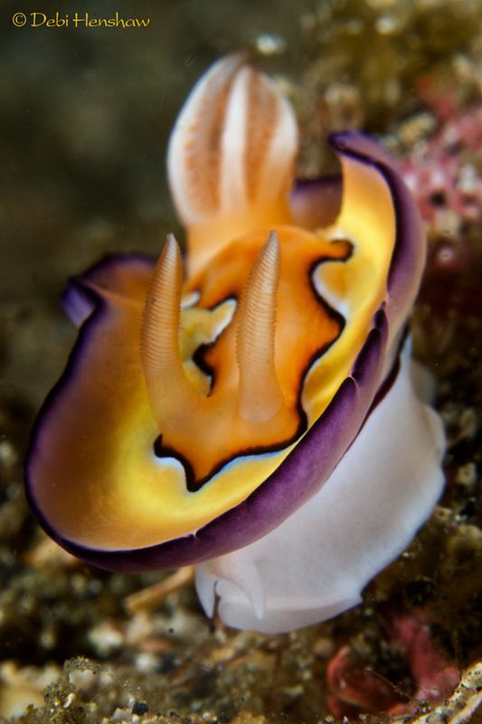"Marilyn Munroe" aka Chromodoris coi by Debi Henshaw 