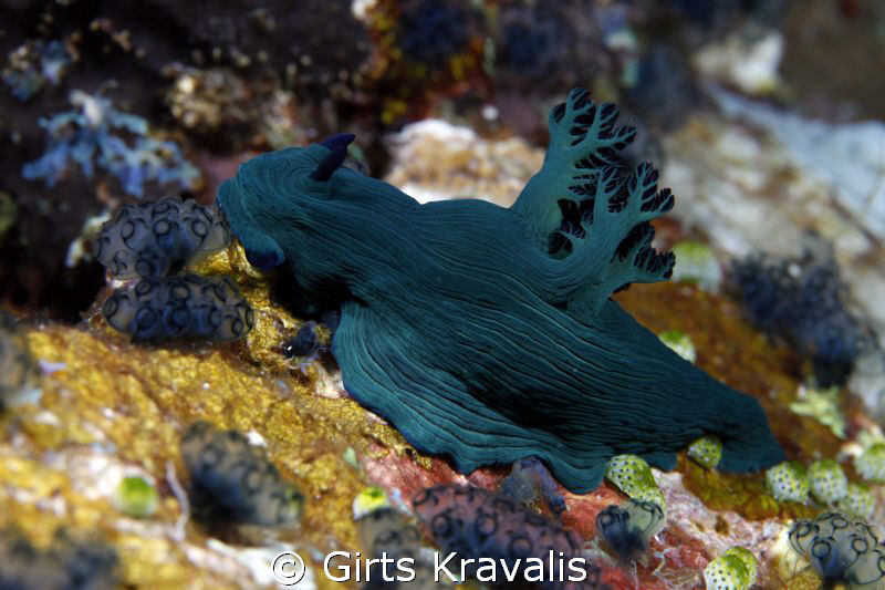 Nudi by Girts Kravalis 