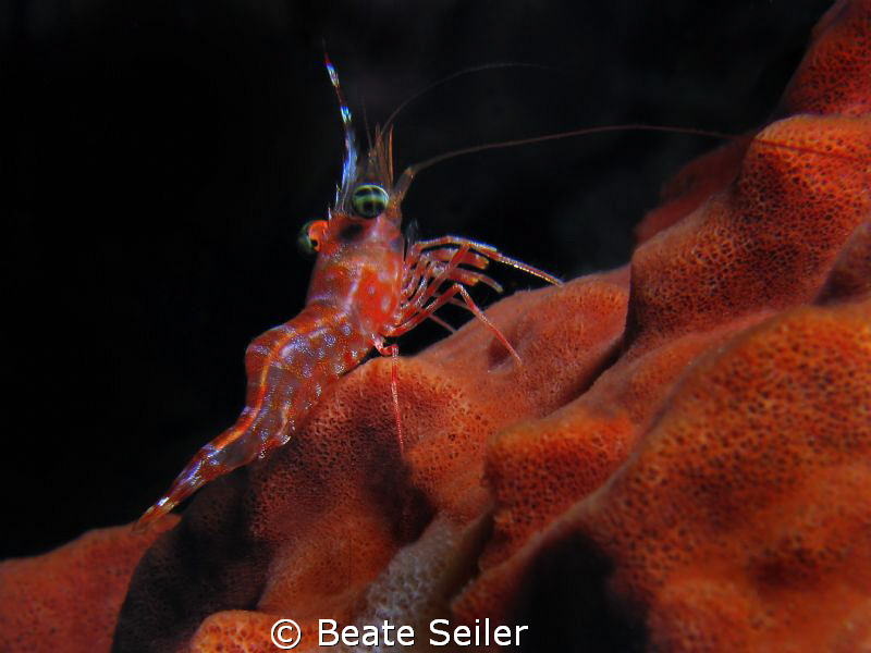 Durban Hinge-beak Shrimp taken at Wakatobi with canon S70... by Beate Seiler 