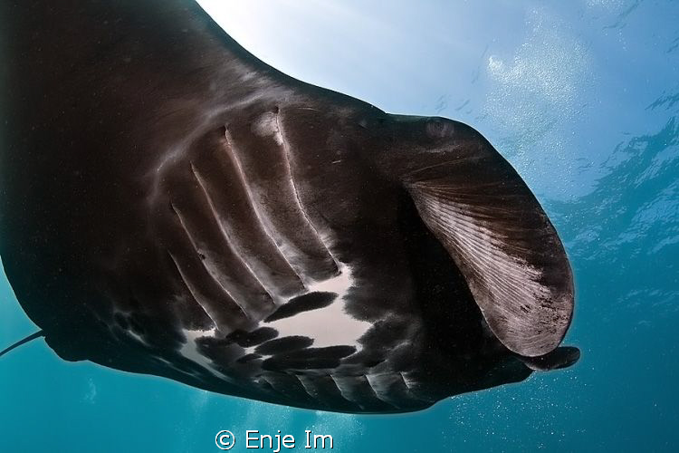 Mantaray at Bali, Nusa Penida. by Enje Im 
