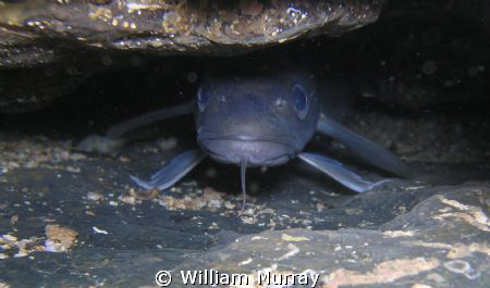 Conger eel by William Murray 