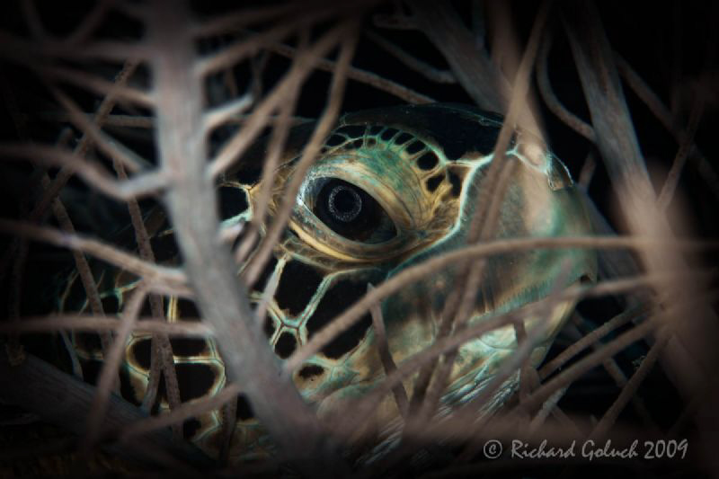 Green Sea Turtle hiding in a soft coral-Bonaire 2009 by Richard Goluch 