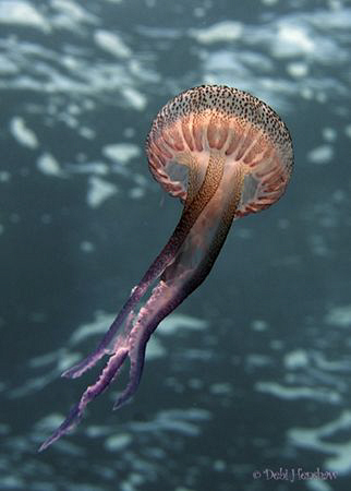 Luminescent Jelly (Pelagia noctiluca) Very common in temp... by Debi Henshaw 