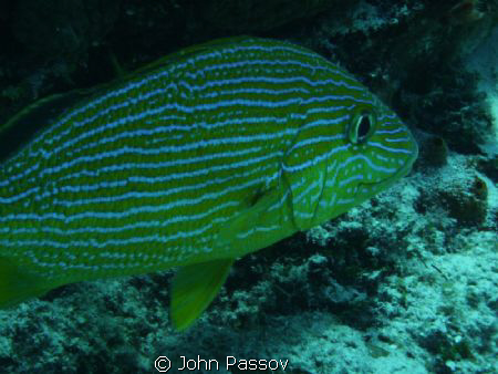 Smiling fish- Taken in Playa del Carmen, Mexico. by John Passov 