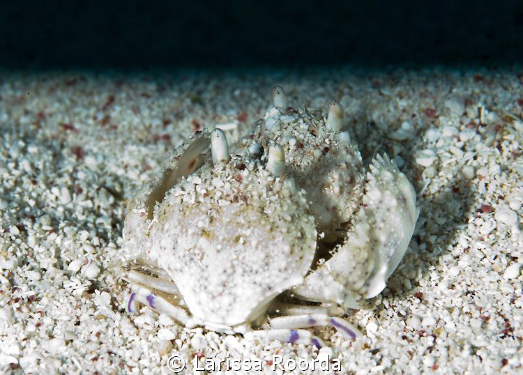 A pair of box crabs.  The dive master explained their beh... by Larissa Roorda 