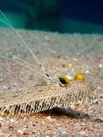 Panther flounder(Bothus pantherinus)
Taken with Fuji F50... by Cigdem Cooper 