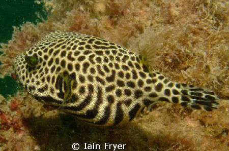 Taken on Inchape II
Used a Fujifinepix point and shoot w... by Iain Fryer 
