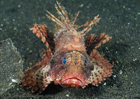 Dwarf lionfish. Lembeh straits. D200, 60mm. by Derek Haslam 