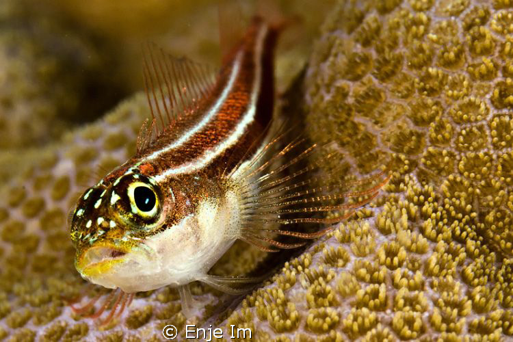 triplefin closeup / Canon 450D + 60mm + EF12 + 2x tc by Enje Im 