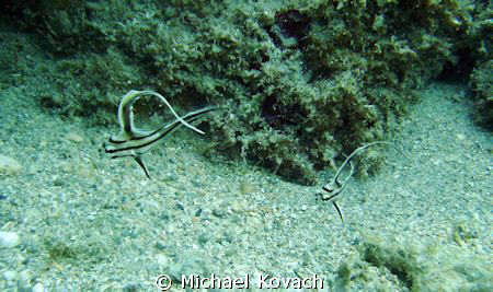 Juvenille High Hat on the Inside Reef at Lauderdale by th... by Michael Kovach 