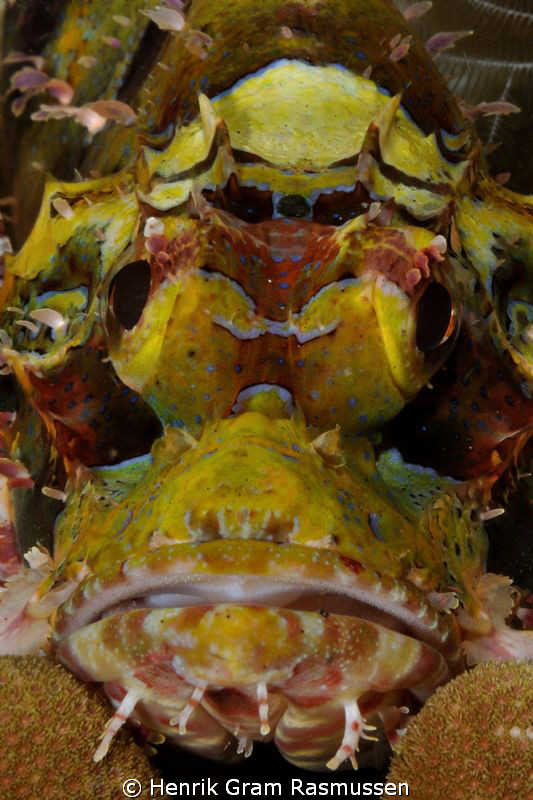 Scorpionfish on coral (portrait) Nikkor 60mm, manual focus by Henrik Gram Rasmussen 
