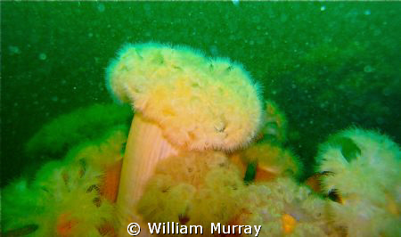 This image was taken at 24mtrs in very poor vis using dir... by William Murray 