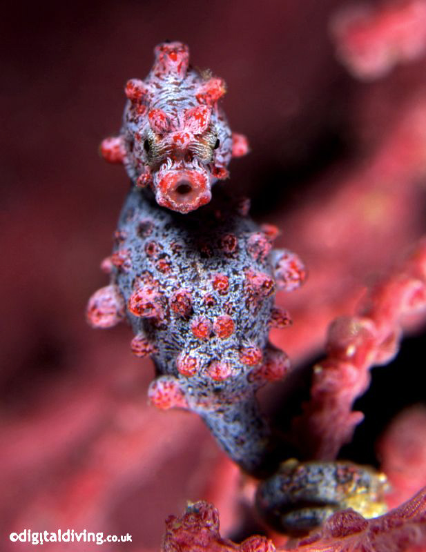 Portrait of a Pygmy Seahorse (Hippocampus bargibanti) Tak... by David Henshaw 