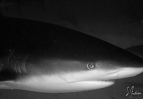 This image shows a Caribbean Reef Shark coming in for a c... by Steven Anderson 