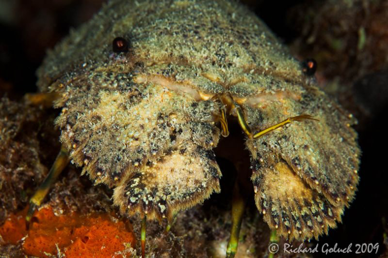Sculptured Slipper Lobster-Canon 100 mm macro,full frame ... by Richard Goluch 