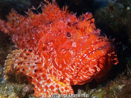 Scorpion Fish by Vittorio Durante 